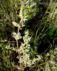 Image result for Nothosaerva