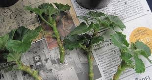 Pin On Frugal Garden