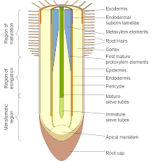 A plant cell diagram, like the one above, shows each part of the plant cell including the chloroplast, cell wall, plasma membrane, nucleus, mitochondria, ribosomes, etc. 3 5 2 Variable Barriers Endodermis And Exodermis Plants In Action