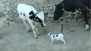 Learn how to perform it properly. Cow Gif On Gifer By Goltijas