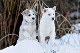 Labrador retriever + siberian husky = siberian retriever. Lxdi0jnqb3w4dm