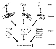 Anatomy And Physiology Of Animals Body Organisation