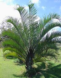 Image result for Dypsis decaryi