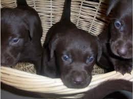 If you are unable to find your labrador retriever puppy in our puppy for sale or dog for sale sections, please consider looking thru thousands of labrador retriever dogs for adoption. Chocolate Labrador Retriever Puppies For Sale In Michigan Mi Free Michigan Superads Labrador Retriever Puppies Lab Dogs Puppies