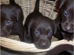 White lab puppies from serene ii. Chocolate Labrador Retriever Puppies For Sale In Michigan Mi Free Michigan Superads Labrador Retriever Puppies Lab Dogs Labrador Retriever