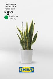 5 Easy Guides For Sustainable Living In 2020 Plants Little Plants House Plants Indoor