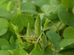 Image result for Oxalis corniculata