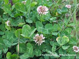 We did not find results for: Browse And Search The Tortoise Table Plant Database