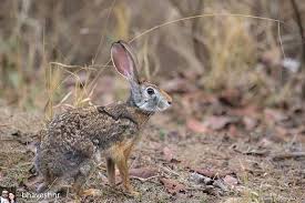 Regrann From Bhaveshnr Indian Hare Black Naped Hare Lepus Nigricollis Ruficaudatus June 2018 Pench National Park Ma Ecotourism National Parks Tours