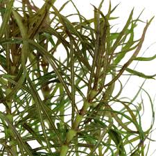 Image result for Pogostemon aquaticus