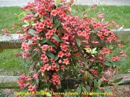 Image result for Coleus lasianthus
