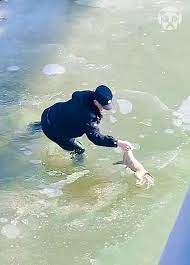 Police officer rescues dog from freezing water | Bored Panda Animals |  Facebook
