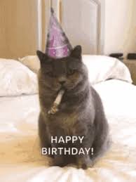 Happy Birthday Cats Gifs Tenor