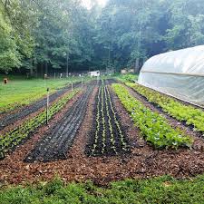 The No Till Market Garden Sattin Hill Farm Market Garden Vegetable Garden Design Farm Layout