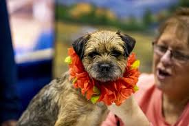 Annual AKC dog show in Orlando will be telecast