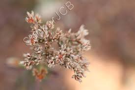 Image result for Polycarpaea corymbosa