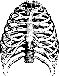 The ribs are the bony framework of the thoracic cavity. Ribcage Skeleton Anatomy Free Vector Graphic On Pixabay