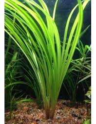 Image result for Cyperus rigidifolius