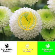 Maybe you would like to learn more about one of these? Design Logo For Cannabis Dispensary Logo Design Contest 99designs