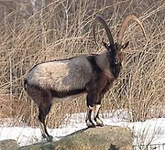 English word gurun(desert) occurs in sets Kambing Liar Wikipedia Bahasa Melayu Ensiklopedia Bebas