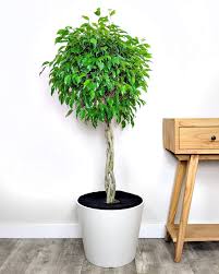 Image result for Ficus benjamina