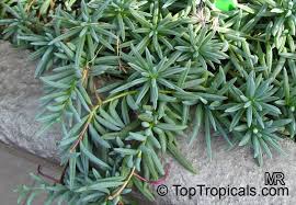 Image result for Senecio sp.no.1