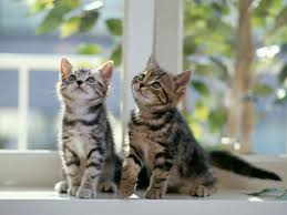 On top of that, each cat breed comes with its own unique. Male Cat A Purrfect Cat