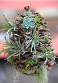 Deck The Halls With Boughs Of Succulents Pomme De Pin Jardin Mini Jardins Et Astuce Jardin