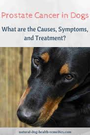 Also, if left untreated, it can cause the presence of blood in the urine is also, a symptom of prostate cancer, along with fever and lethargy. Prostate Cancer In Dogs Signs Causes Treatment Options