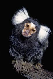 Black And White Monkey Pictures Cute In Pictures The Monochrome Menagerie Marmoset Monkey Common Marmoset Animals Beautiful