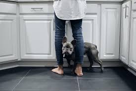 Pourquoi Mon Chien Tremble Causes Et Traitements Botaneo