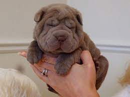 Gorgeous Lilac Cream Platinum Shar Pei Puppies For Sale In Cambridgeshire Eastern Dogs And Puppies Shar Pei Puppies Puppies Dogs And Puppies