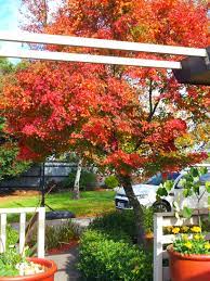 We did not find results for: Acer Palmatum Japanese Maple Brenlissa Online Nursery