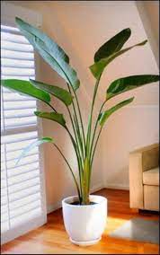 We did not find results for: Wonderful Decorative Plants For Living Room Indoor Plants Large Indoor Plants Plant Decor Indoor Indoor Palm Trees