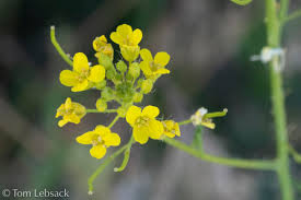 Image result for Sisymbrium burchellii