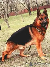 The complete german shepherd training guide for caring, raising and training german shepherd puppies. German Shepherd For Sale In The City Of Voznesensk Ukraine Price 126 Announcement 7443