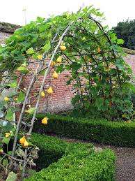 Build a pretty arbor for your garden or a trellis for roses and climbing vines. 10 Diy Watermelon Trellis Ideas Grow Watermelons Vertically Outdoor Happens Homestead