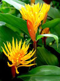 Golden Brush Ginger Ginger Flower Unusual Flowers Amazing Flowers