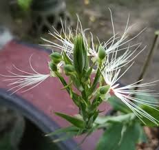 Image result for Habenaria nyikana