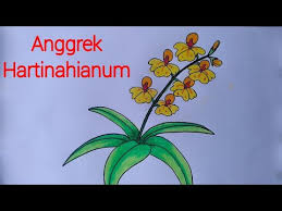 Beberapa jenis atau klasifikasi yang populer antara lain anggrek. Kumpulan Soal Pelajaran 4 Mewarnai Bunga Anggrek