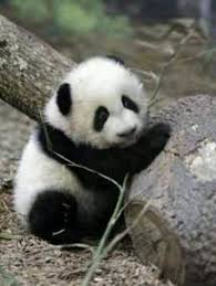 I M Just Feeling A Little Lonely But I Know Your There Thank You Baby Panda Bears Panda Bear Cute Animals