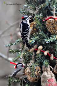 Rebecca S Bird Gardens Blog A Christmas Tree For The Birds Outdoor Christmas Tree Bird Feeders Bird Garden