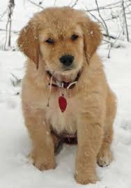 What is the rare condition that caused it? Via The Daily Puppy Puppy Breed Golden Retriever My Name Is Lucy And I Just Got A New Home I Love To Chew On Stic Golden Retriever Cute Puppy Names Puppies
