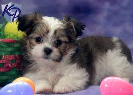 Some shichis have a slightly wavy coat, which makes them even cuter. Shih Tzu Yorkie Chihuahua Mix Novocom Top