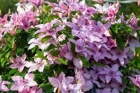 We did not find results for: How To Grow And Care For Clematis Vine A Complete Guide Florgeous