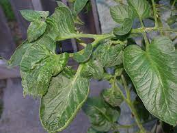 Maybe you would like to learn more about one of these? What S Wrong With My Plant Garden University Of Minnesota Extension