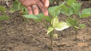 Deformation of pods covered with yellow and brownish areas. Nutrient Deficient Yellowing Leaves Bean Fix This Week In The Garden Youtube