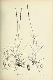 Image result for Sporobolus spicatus