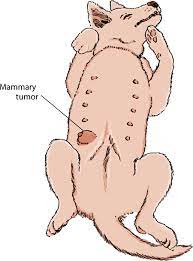 Drastic decline in their appetite or no interest in eating at all. Mammary Breast Tumors In Dogs Dog Owners Veterinary Manual