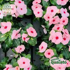 We did not find results for: 15 Meravigliose Piante Estive Resistenti Al Sole Floricoltura Quaiato